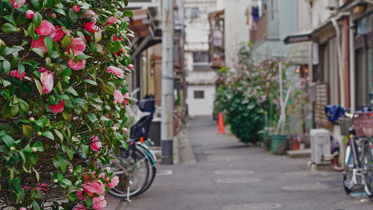 A lush camellia bush with bright pink blossoms frames a quiet urban backstreet with parked bicycles and local houses.