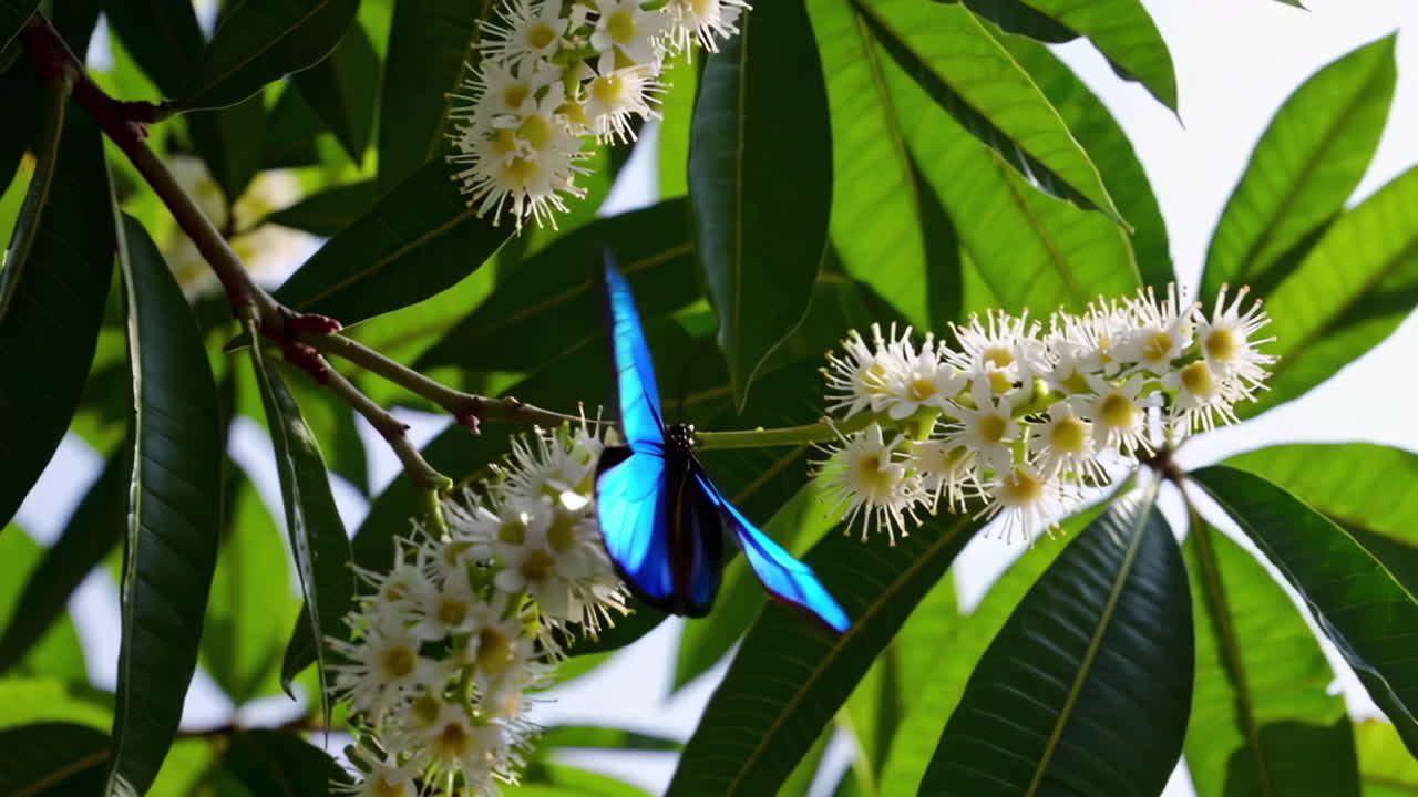 mariposa azul en flores blancas