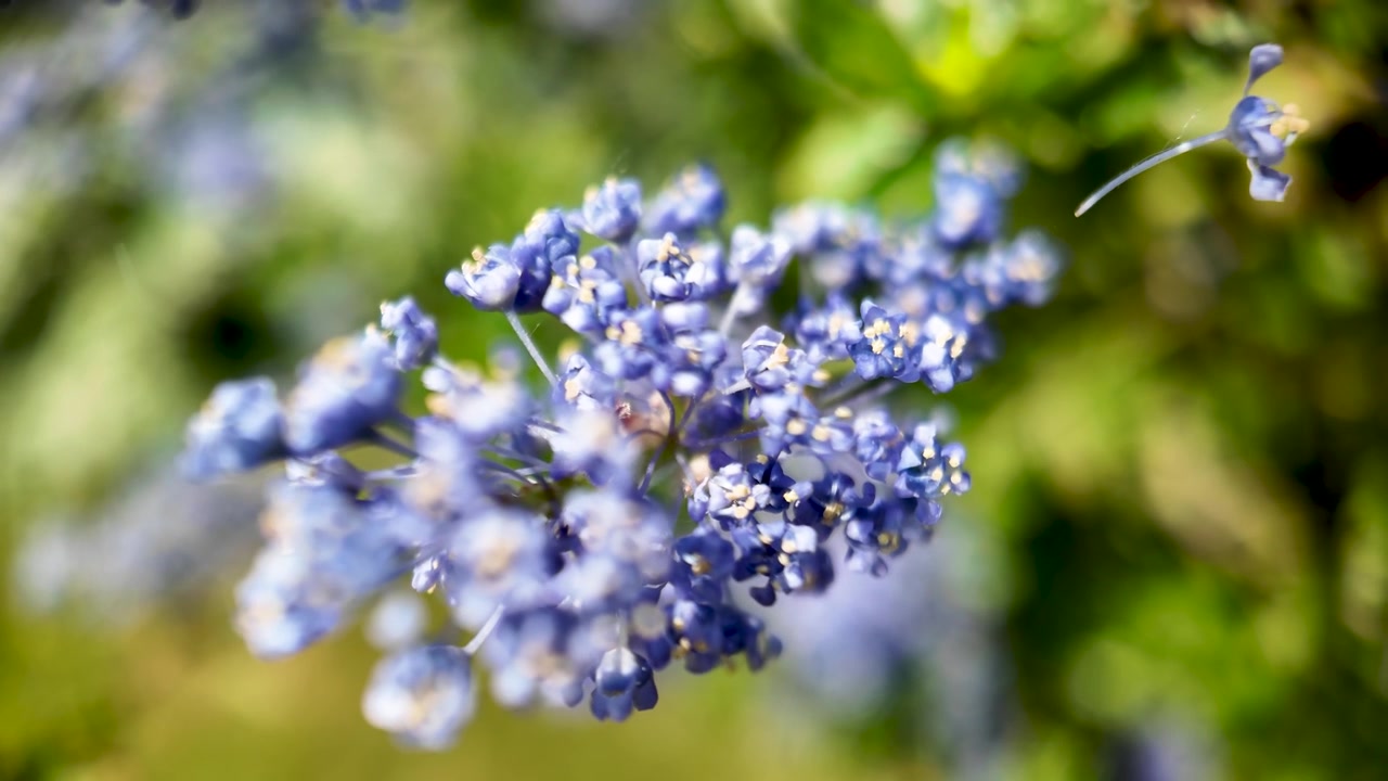 Lilla blomster som blomstrer tett og skaper en myk, naturlig bokeh-bakgrunn.