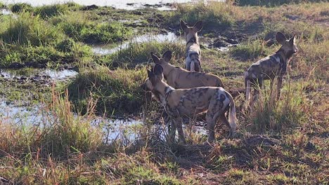 Pack-of-African-Wild-Dogs-pause-while-drinking-to-scan-surroundings