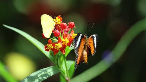 two butterflies interacting with vibrant flowers.