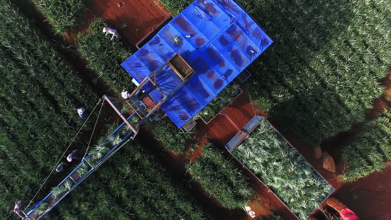 코스타리카의 우팔라 파인애플 수확 중 컨베이어 벨트 기계와 작업자의 오버헤드 뷰