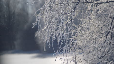 snow glitter fall on frozen crisp tree branches in beautiful cold winter landscape