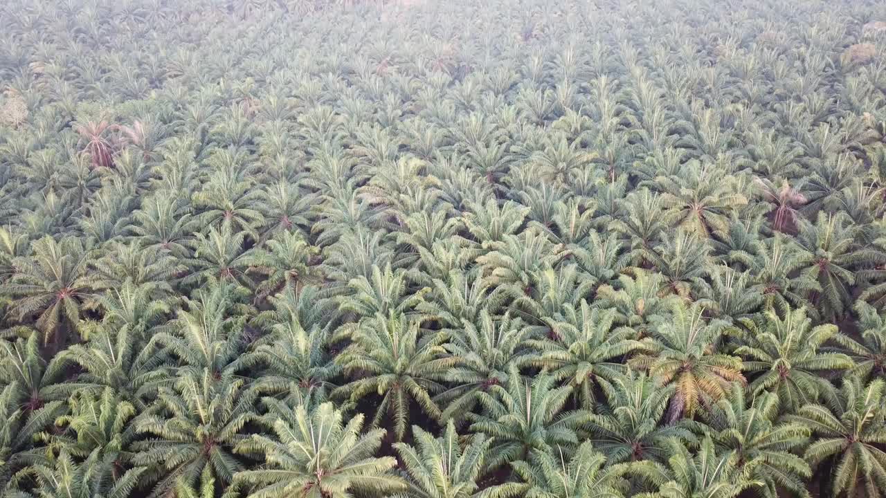 Aerial look down oil palm estate