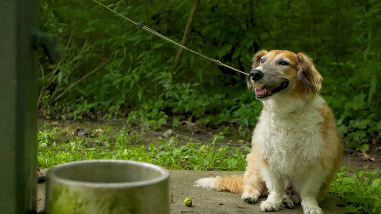 un perro sediento se sienta junto a su dueño en una fuente de agua potable