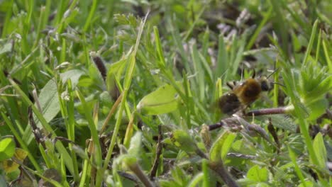 Close-up-injured-honey-bee-climbing-along-grass-struggling-to-fly