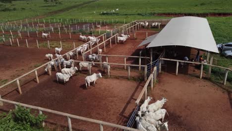 aerial footage of cows in their corral on a cattle ranch