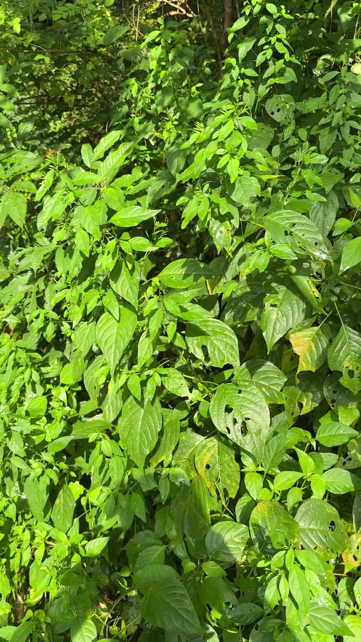 Foglie verdi vivaci che ondeggiano dolcemente alla luce del sole