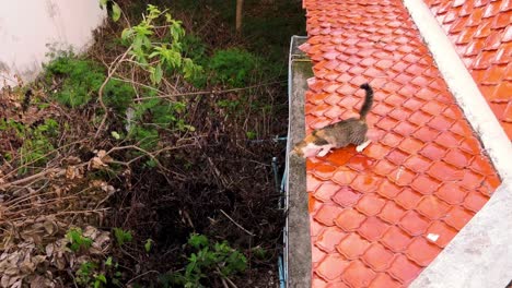 Un-Pequeño-Gatito-Fue-Acorralado-Por-Tres-Perros,-Pero-Los-Asusta-A-Todos