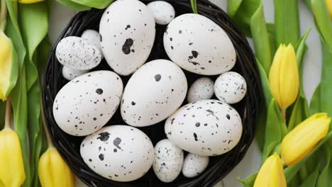 beautiful yellow tulips with dotted quail and chicken eggs in nest on white