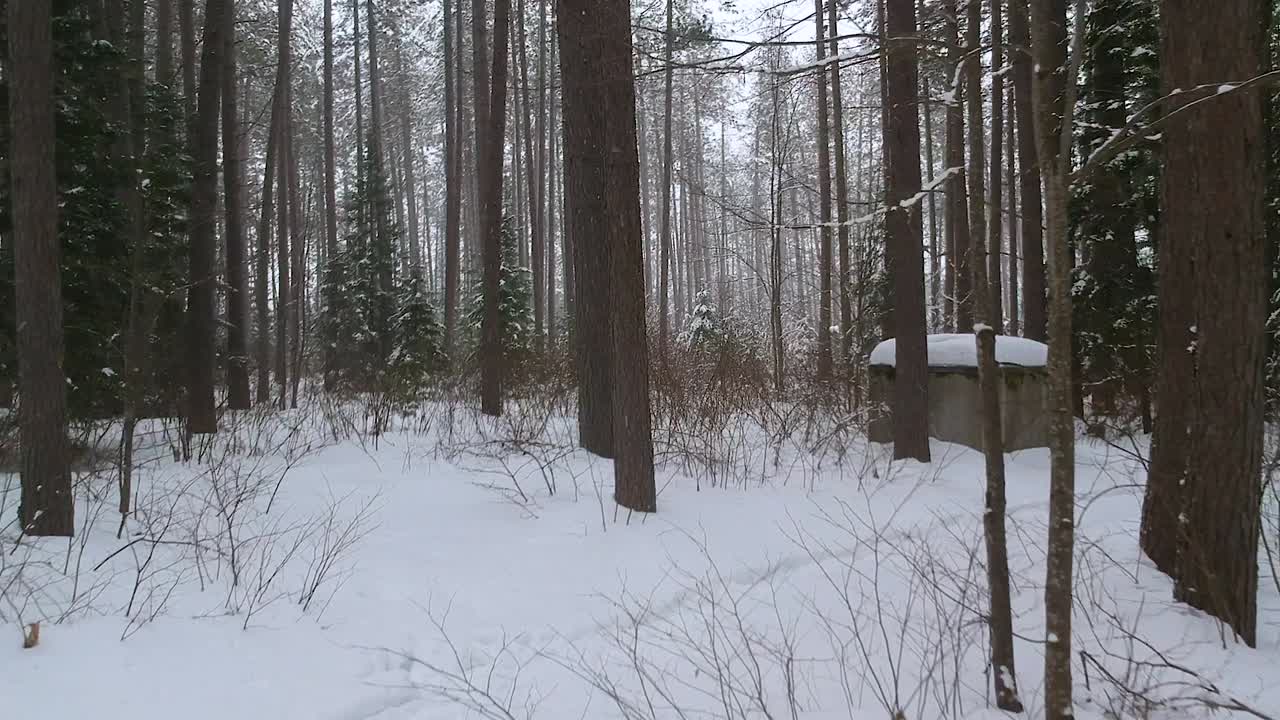 Fly through drone shot of a beautiful winter scene during a snow storm in a forest with tall pine trees in rural Canada.