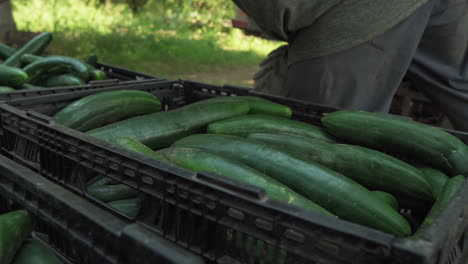 close-up of hands repositioning freshly harvested cucumbers in plastic crates