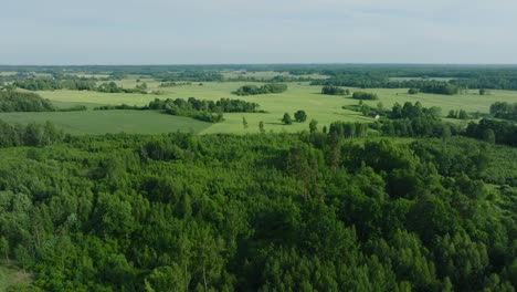 Vista-Aérea-De-Establecimiento-De-Campos-De-Cereales-Maduros-Al-Atardecer,-Agricultura-Orgánica,-Paisaje-Rural,-Producción-De-Alimentos,-Bosques-Nórdicos,-Soleada-Tarde-De-Verano,-Amplia-Toma-De-Drones-Avanzando