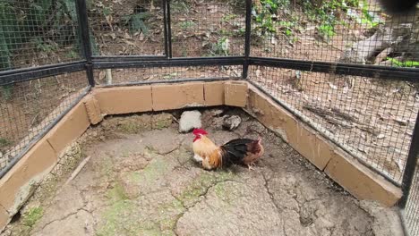 chickens in a cage