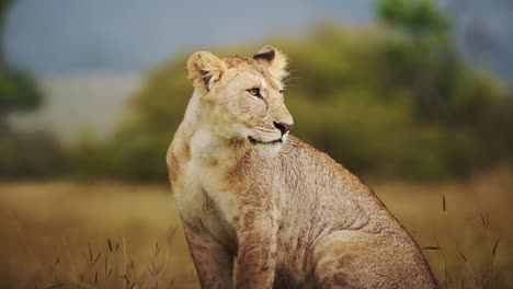 retrato en cámara lenta de una hermosa leona, leona hembra, observando su entorno, kenia, áfrica animales de safari en masai mara north conservancy, big five 5