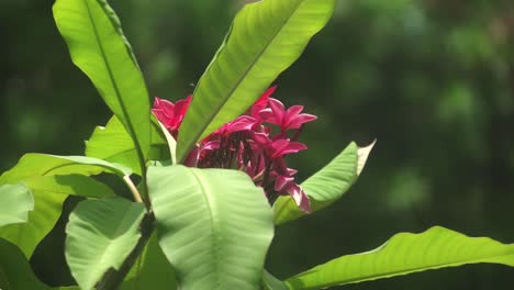 lush frangipani with pink flowers with pollinators buzzing