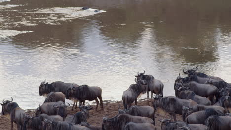 los ñus se reúnen a lo largo de las orillas del río mara, debatiendo si cruzar