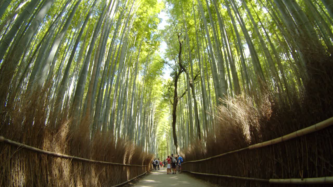 mirando el camino en el bosque de bambú a través de una lente de ojo de pez en kyoto, japón luz del sol del mediodía en cámara lenta 4k
