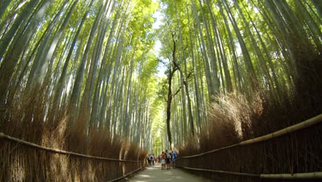 Looking-down-the-path-in-the-bamboo-forest-through-a-fisheye-lens-in-Kyoto,-Japan-midday-sunlight-slow-motion-4K