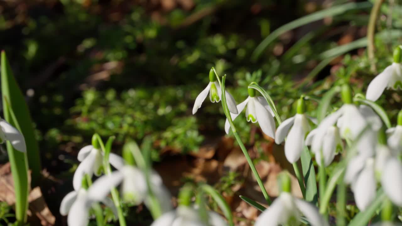 i fiori crescono in primavera