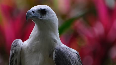 la cámara hace zoom y luego mira directamente hacia la cámara, el águila marina de vientre blanco haliaeetus leucogaster, filipinas