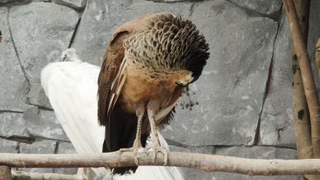 peafowl perched on a branch