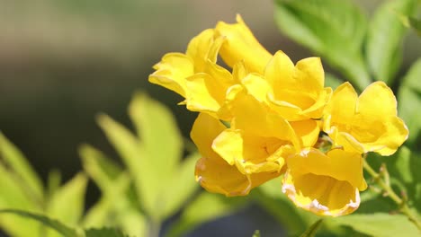 vibrant yellow flowers gently moving in wind