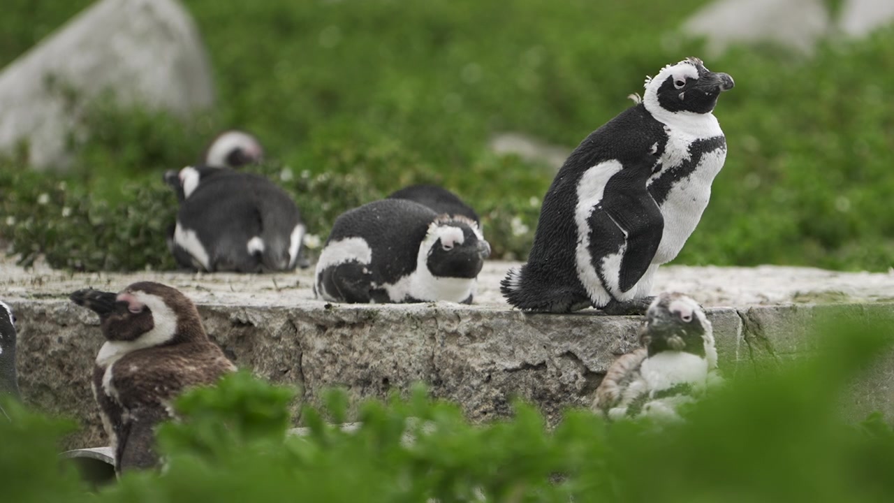 Diversi pinguini riposano e si puliscono le piume su una bassa sporgenza rocciosa circondati da una morbida copertura vegetale verde nell'Area Marina Protetta di Bird Island.