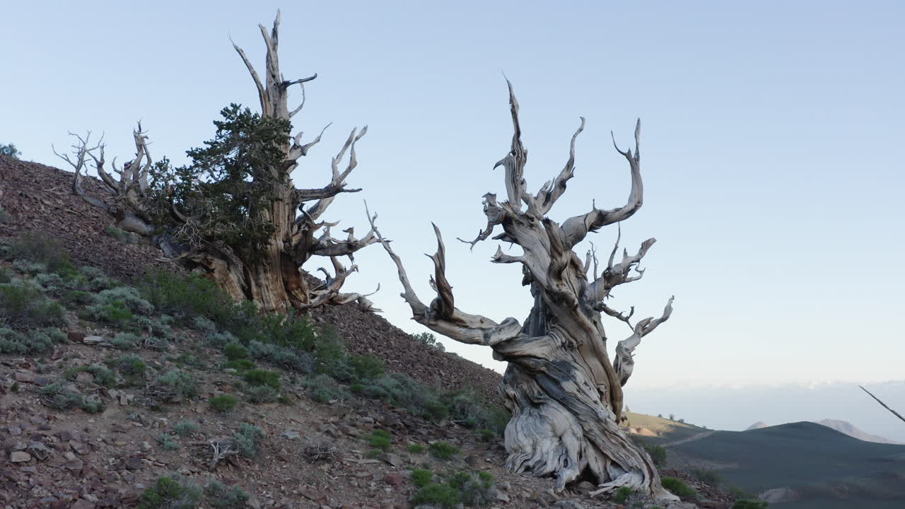 Ancient Bristlecone Pine Trees in the White Mountains of California