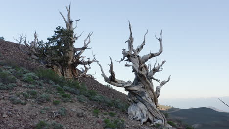 ancient bristlecone pine trees in the white mountains of california