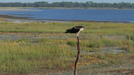 osprey perched on a branch in a coastal landscape