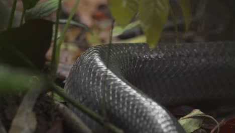 close up of eastern indigo snake going through forest floor among fallen leaves