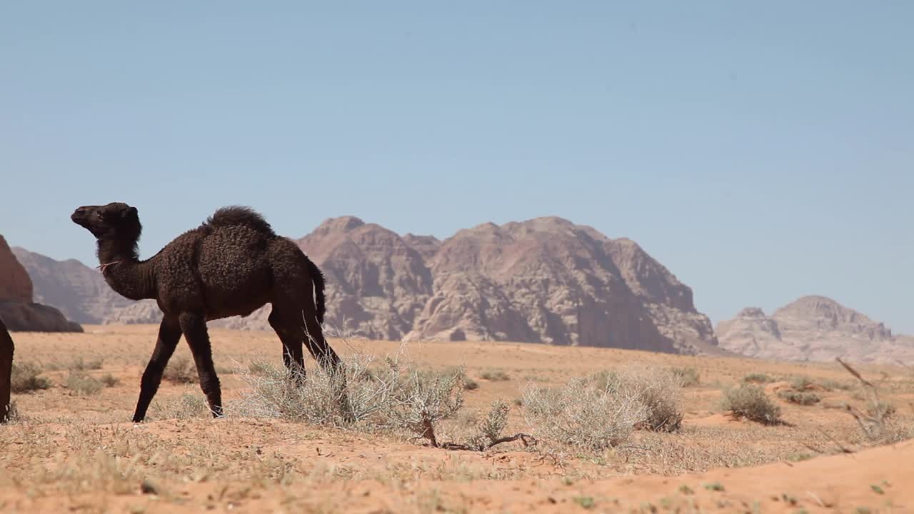 camello adulto con su cría en el árido desierto, montañas al fondo, cielo despejado, wadi rum, jordania, tiro estático