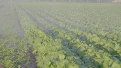 180 fps - crops being watered - medium wide shot