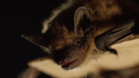 Eine-Braune-Fledermaus-Auf-Schwarzem-Hintergrund-Isoliert