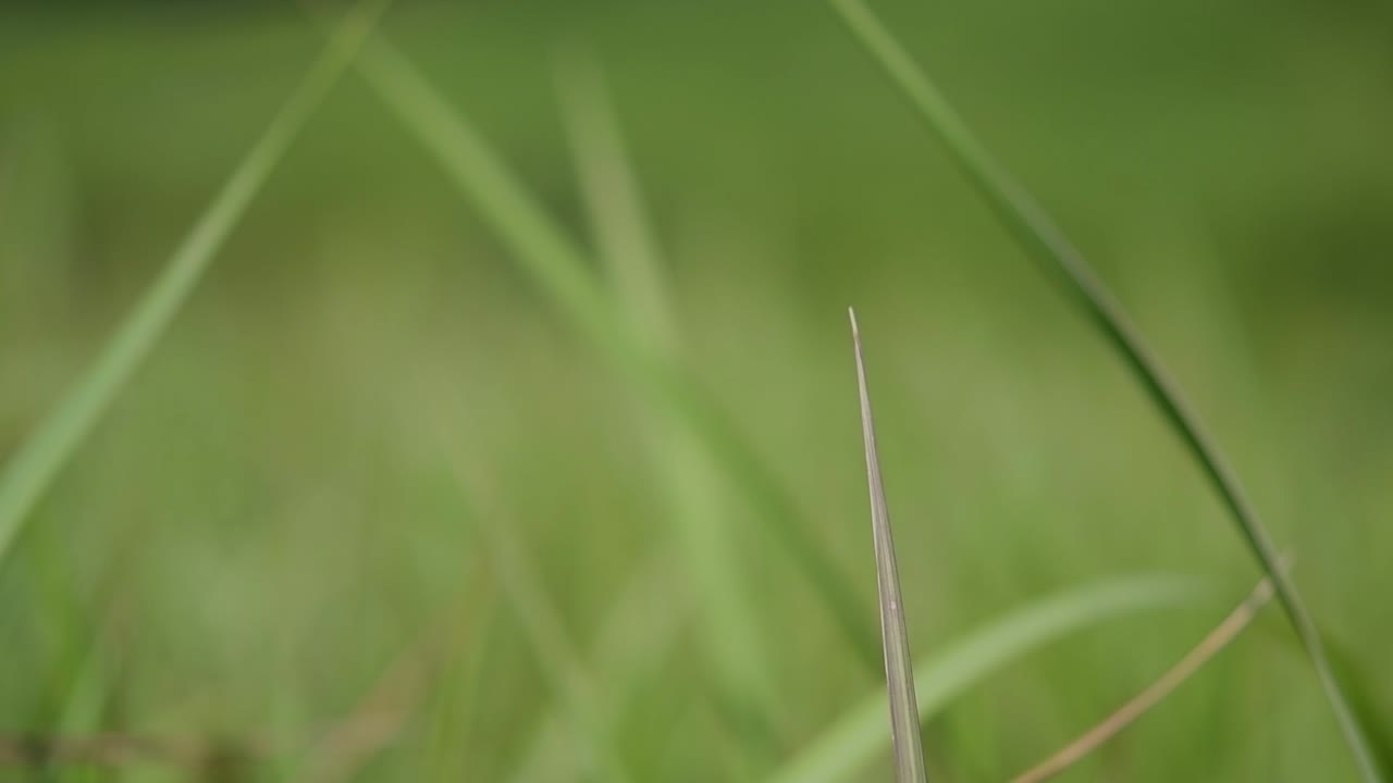 Un'erba perenne nativa dell'Asia tropicale e subtropicale e introdotta anche in diversi paesi.