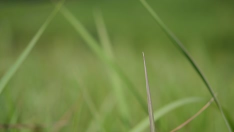 A-perennial-grass-native-to-tropical-and-subtropical-Asia-and-also-introduced-to-several-countries