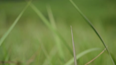 una hierba perenne originaria de asia tropical y subtropical y también introducida en varios países
