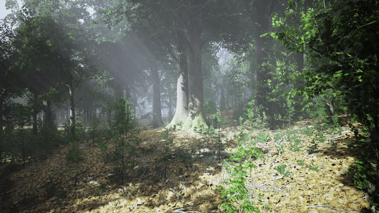 Morning sunlight streams through dense trees in a peaceful forest