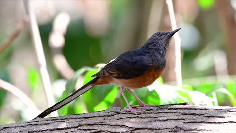 Die-Weißbürtige-Shama-Ist-Einer-Der-Häufigsten-Vögel-In-Thailand-Und-Kann-Leicht-In-Stadtparks,-Landwirtschaftsflächen,-Bewaldeten-Gebieten-Und-Den-Nationalparks-Beobachtet-Werden