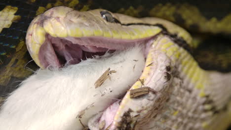 reticulated python eating a large mammal wrapped up in powerful grip