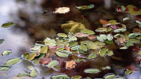 fresh and dry fallen leaves float on the water