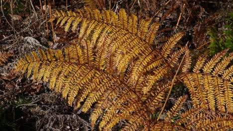 Brown-Bracken-leaves-in-winter.-UK.-England