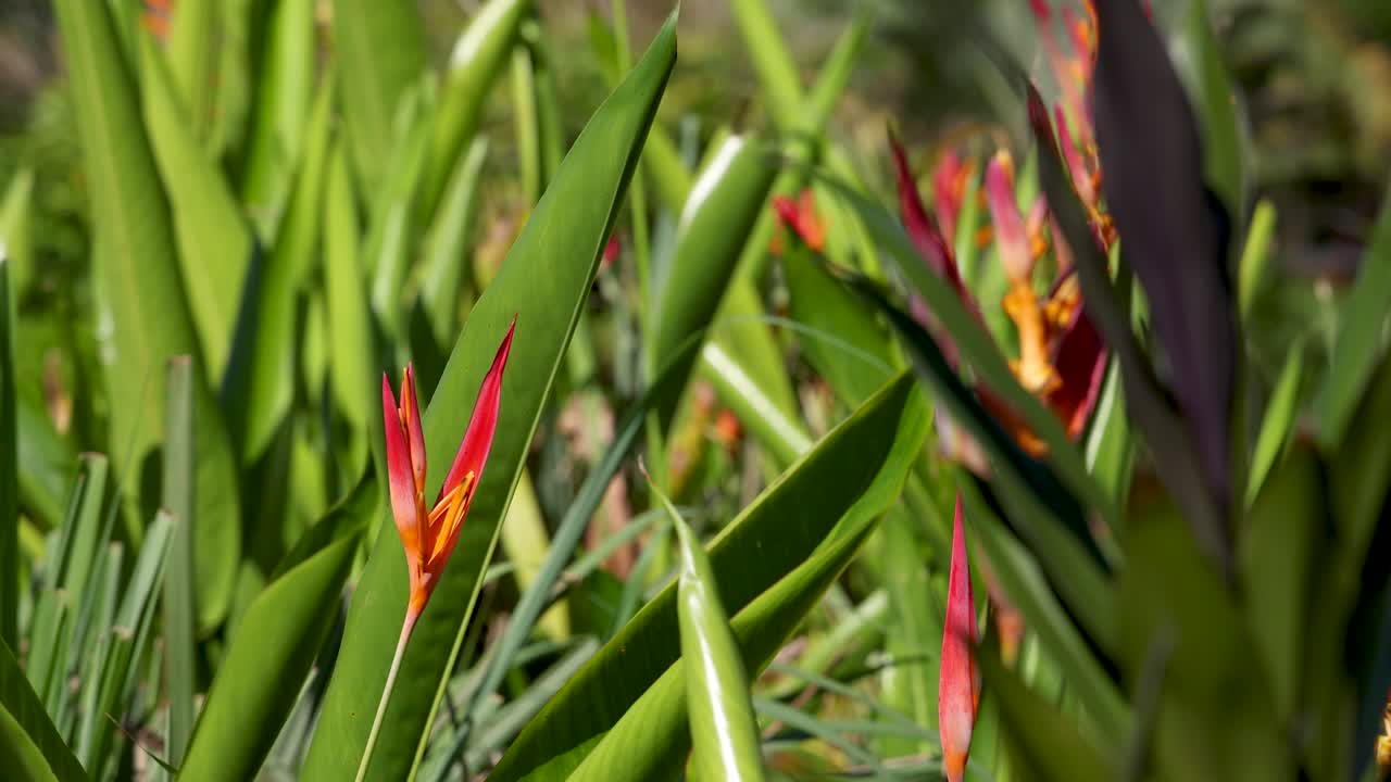 Un piano medio di un fiore di heliconia rosso che ondeggia dolcemente sotto la brillante luce solare naturale.