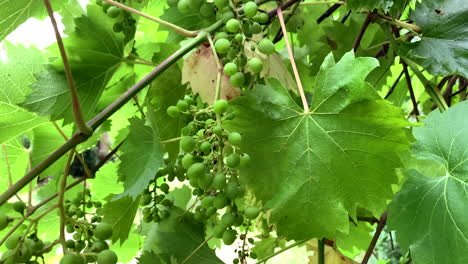 close up shot of ripe vineyard grapes waving in wind