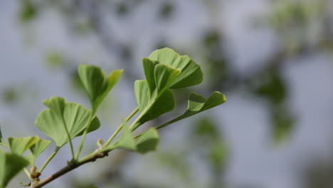 Gingko-Baum-Verlässt-Version-1.-20-Sek.-24-Fps