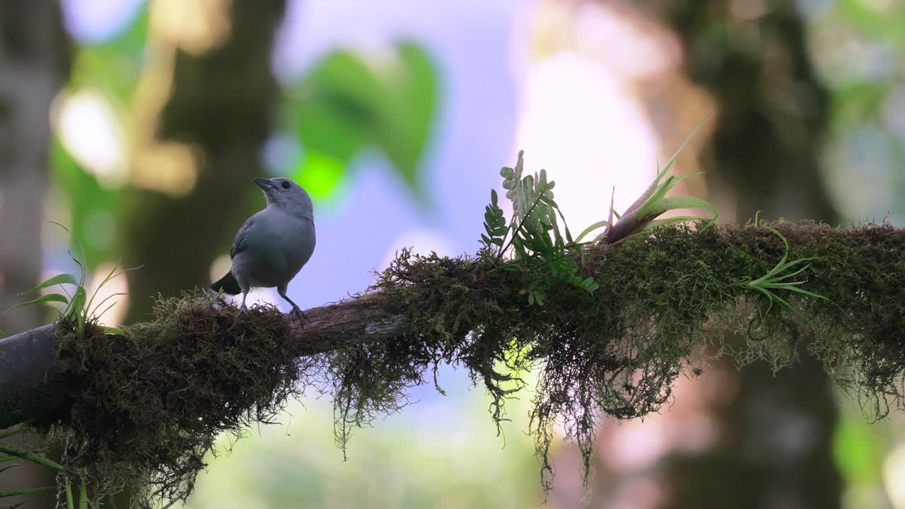 A blue bird perches on a moss-covered branch in the lush forests of Mindo, Ecuador
