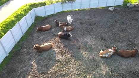 a top view of cows taking a rest on the ground