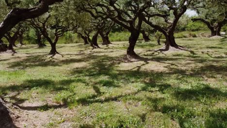 trunks of old beautiful olive trees in southern france with thin canopy of leaves in the sun with dry soil