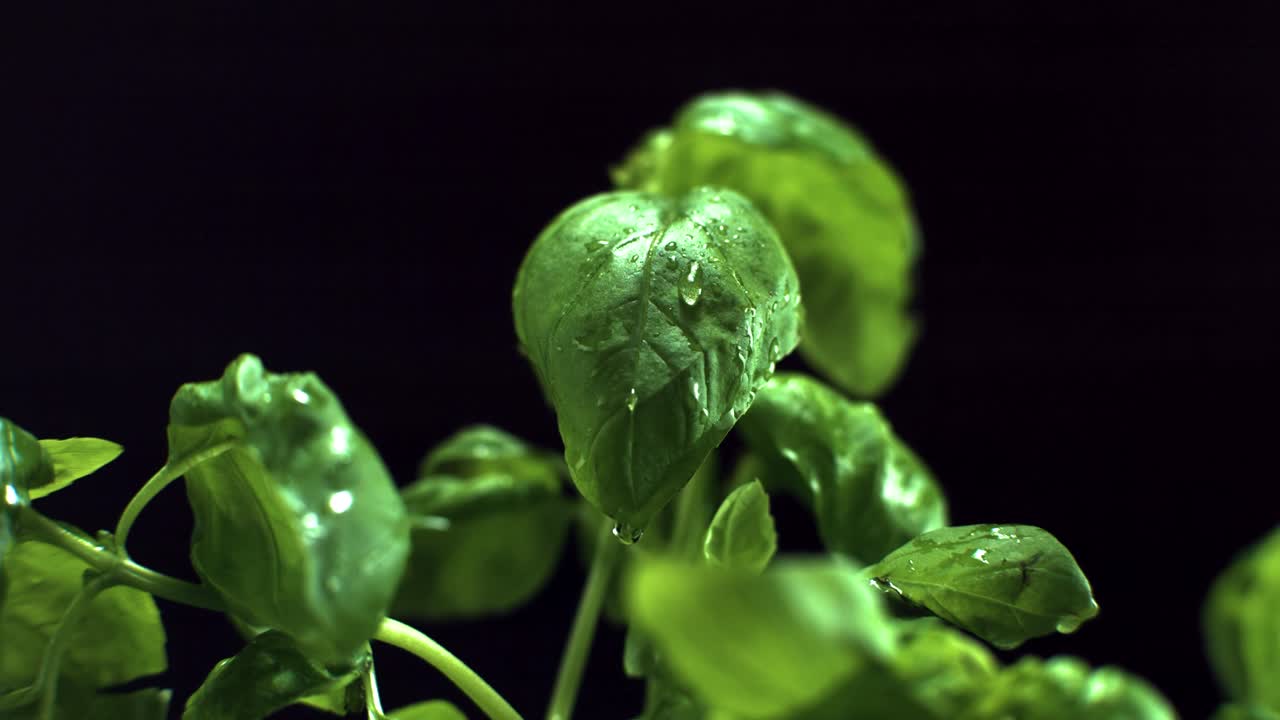 Basil leaf water drop isolated on black background super slow motion 4k 500 fps